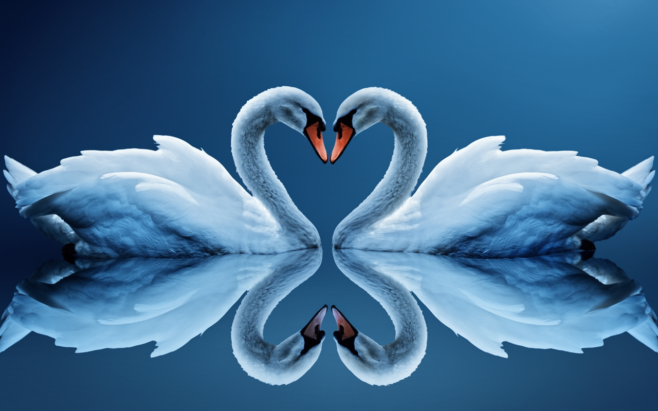 darker swan logo